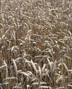 Lire la suite à propos de l’article Août 1790 : Pillage ? Le maire de Sotteville s&rsquo;interroge